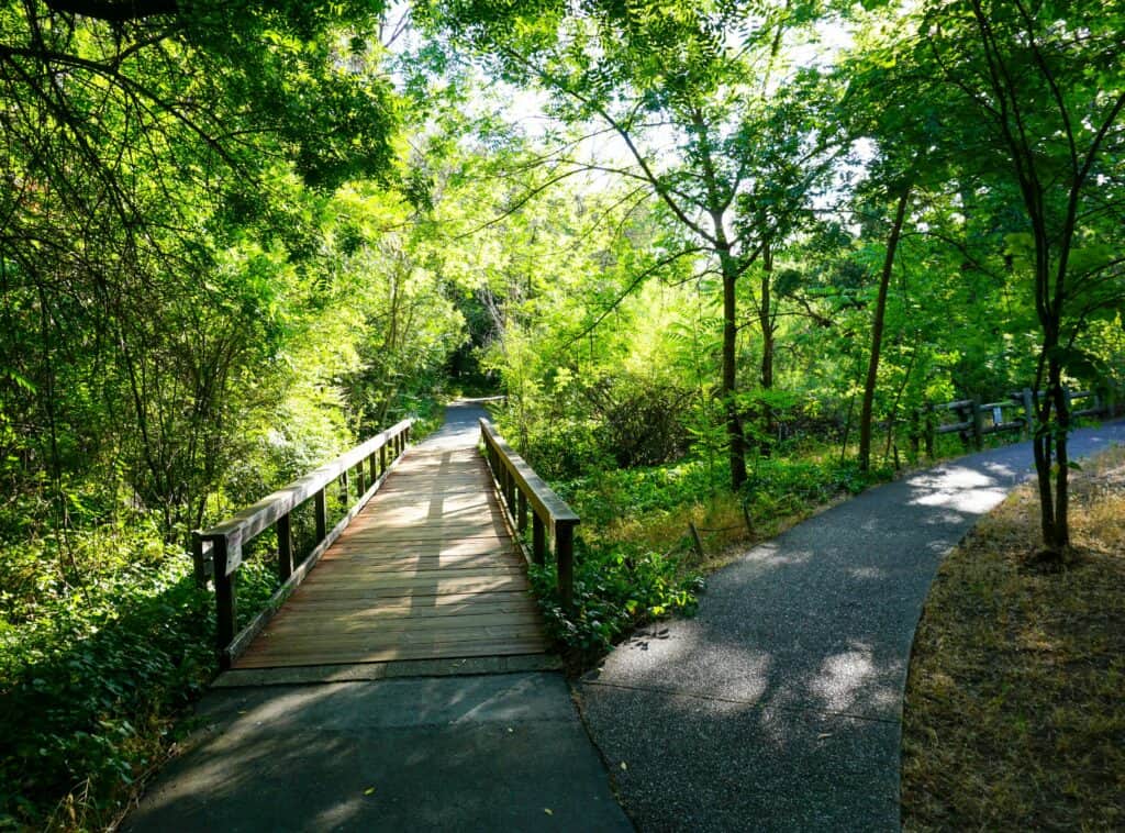 A bridge among lush green trees in the Chico Seed Orchard