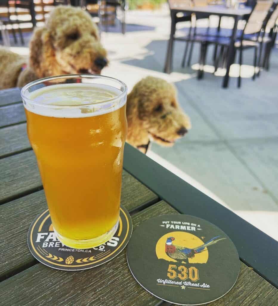 A closeup of a golden beer in a pint glass with two goldendoodles in the background