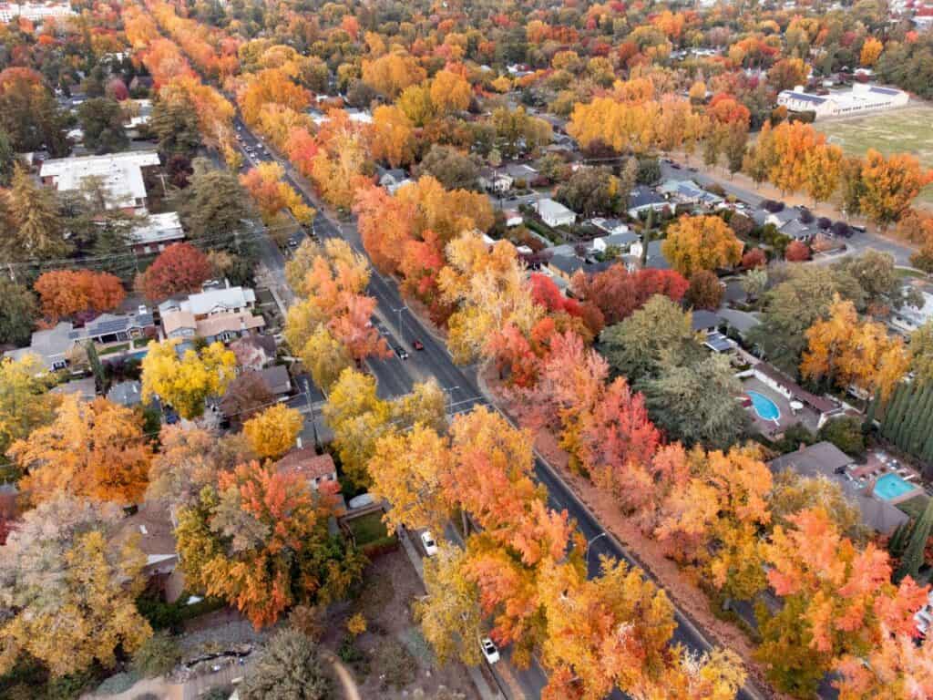 An aerial view of the fall colors on the Esplanade in Chico