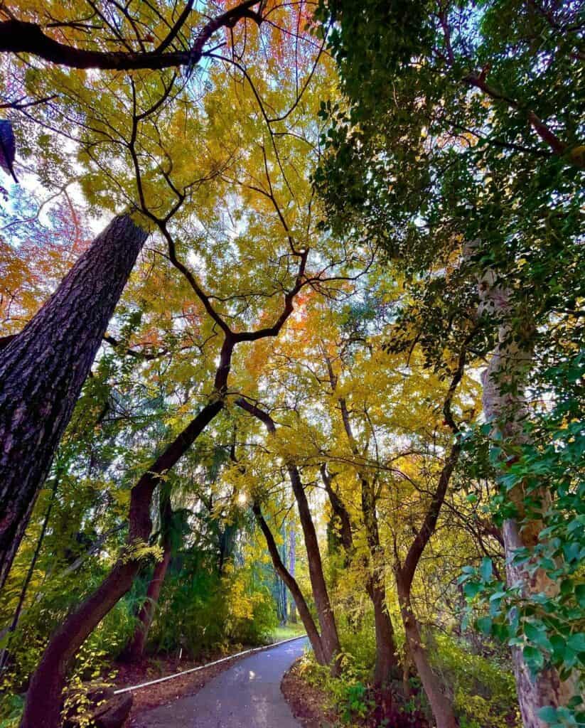 A canopy of yellow fall colors on trees at the Chico Seed Orchard