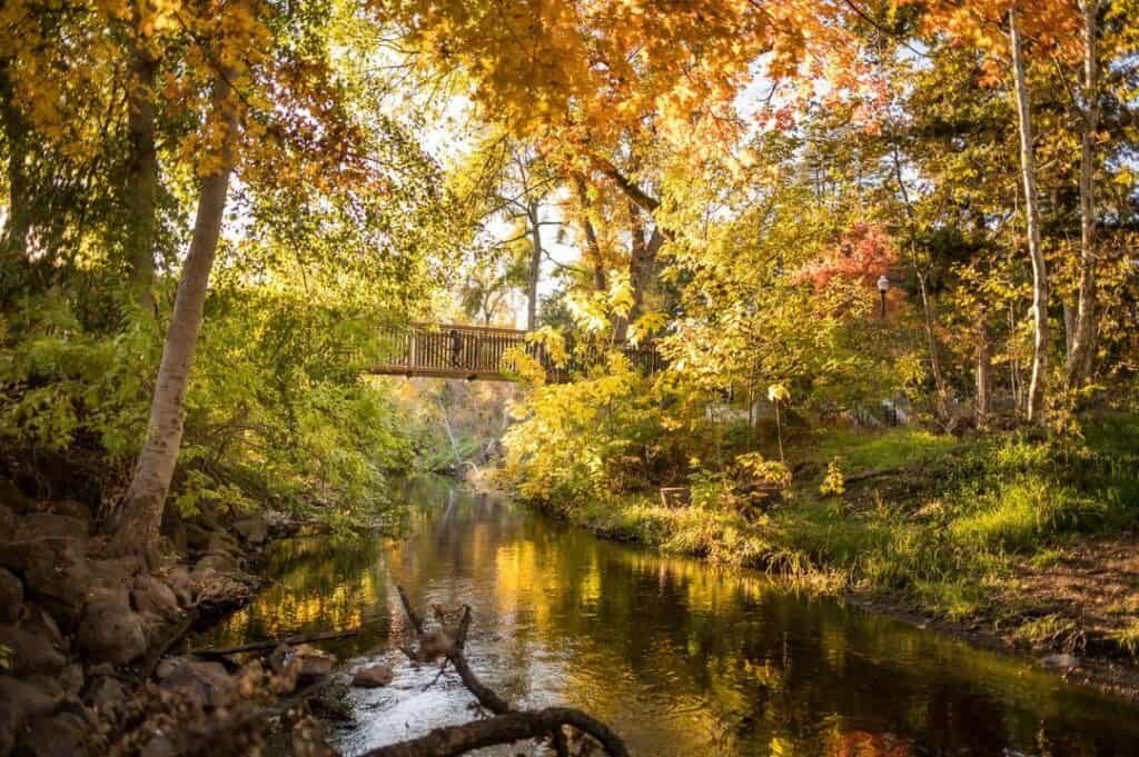 Yellow and gold fall colors on the trees surrounding a bridge crossing Big Chico Creek
