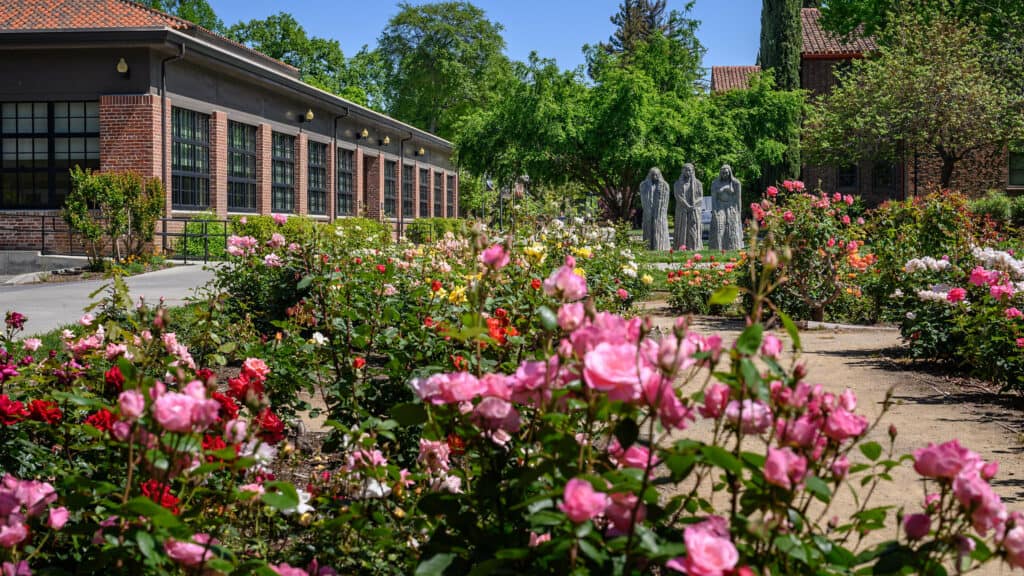 Roses in the George Petersen Rose Garden bloom