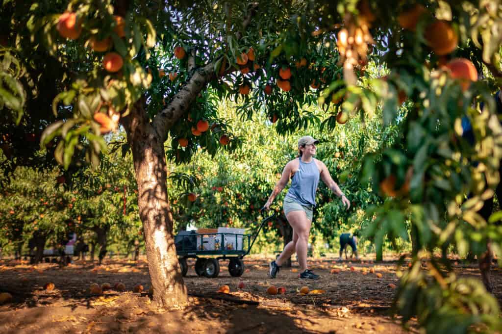 Elle Wiley and the community came out to pick peaches during the U-Pick Peaches event at the Paul L. Byrne Memorial University Farm on Monday, August 9, 2021 in Chico, Calif. (Jason Halley/University Photographer/CSU, Chico)