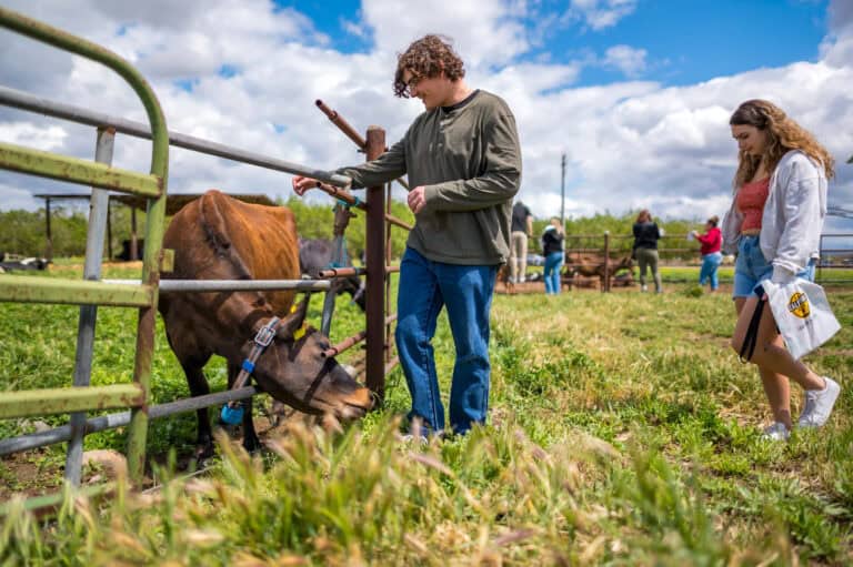 Jasper Liebert (left) and Reese Cullen (right) enjoy the dairy cows as the public was able to experience aspects of the Paul L. Byrne Memorial University Farm (FARM) during Wildcat Day on the Farm on Friday, April 22, 2022 in Chico, Calif. (Jason Halley/University Photographer/Chico State)